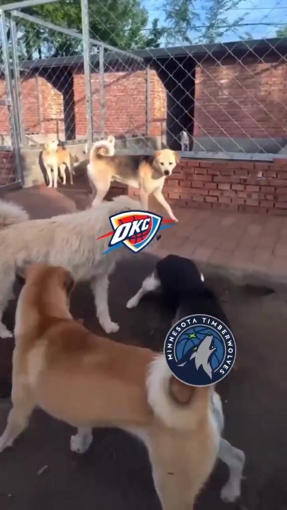 太有活了！美媒惡搞：狗王雷霆嚇退掘金灰熊，把森林狼按地上